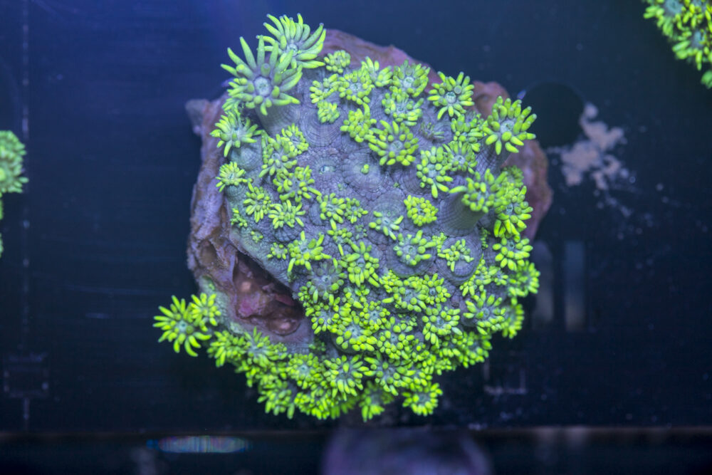 Goniopora