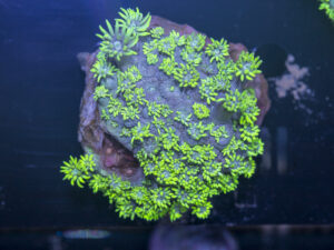 Goniopora
