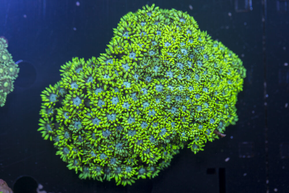 Goniopora