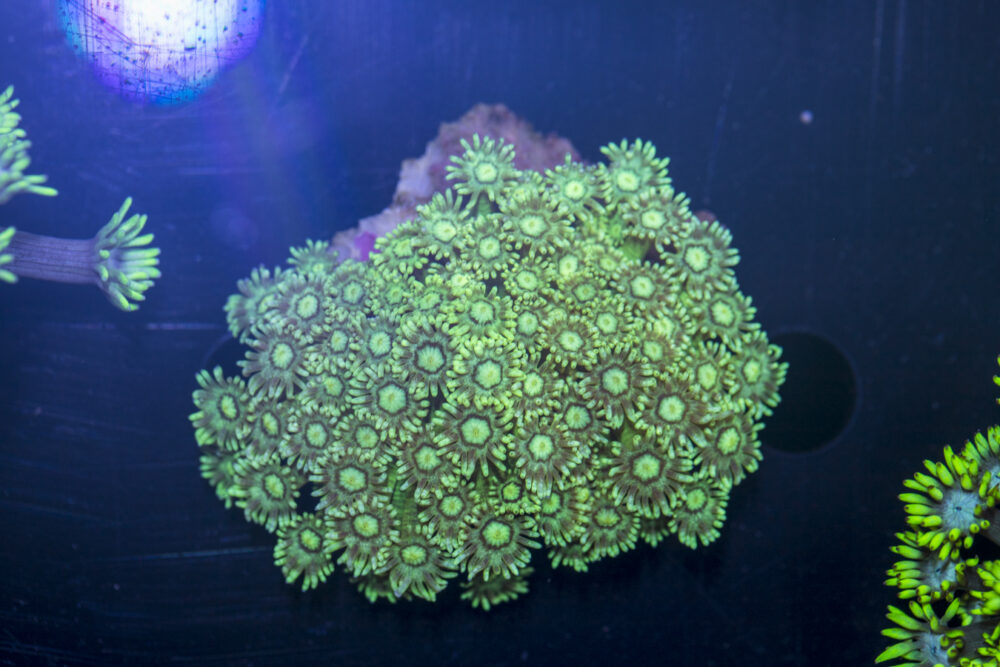 Goniopora