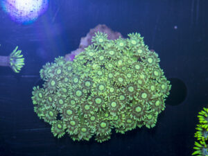 Goniopora