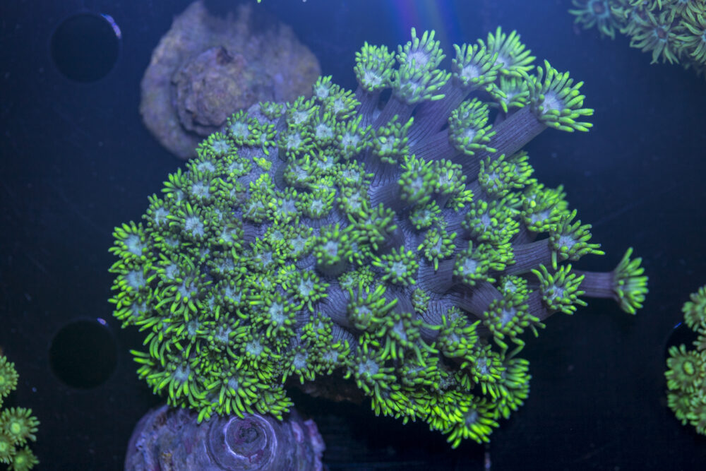 Goniopora