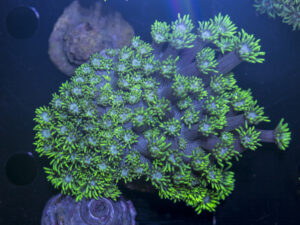Goniopora