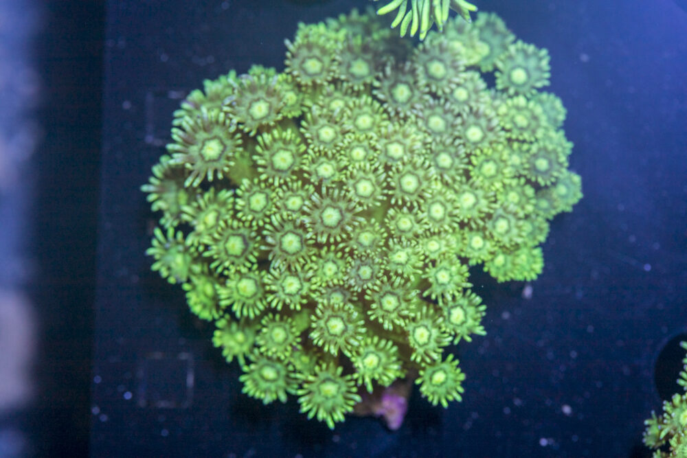 Goniopora