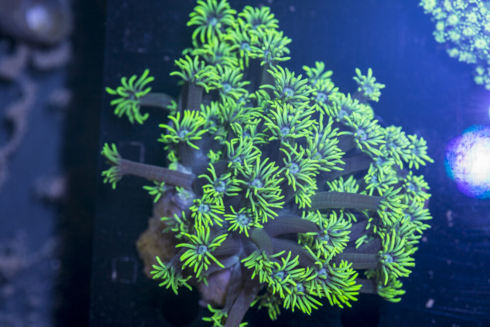 Goniopora