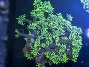 Goniopora