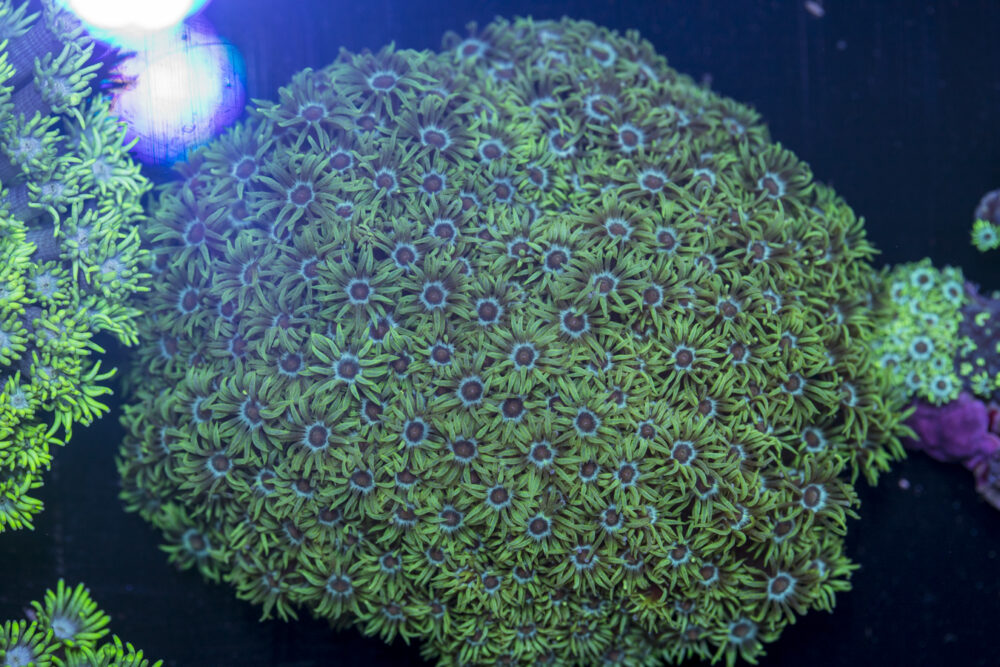 Goniopora