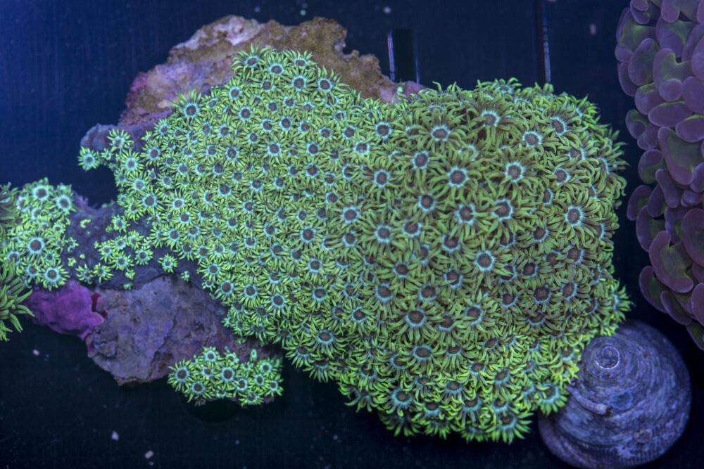 Goniopora