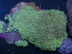 Goniopora