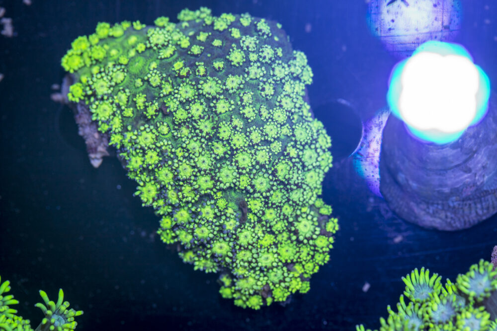 Goniopora