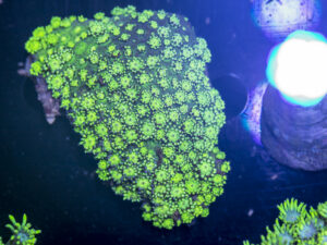 Goniopora