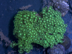 Goniopora