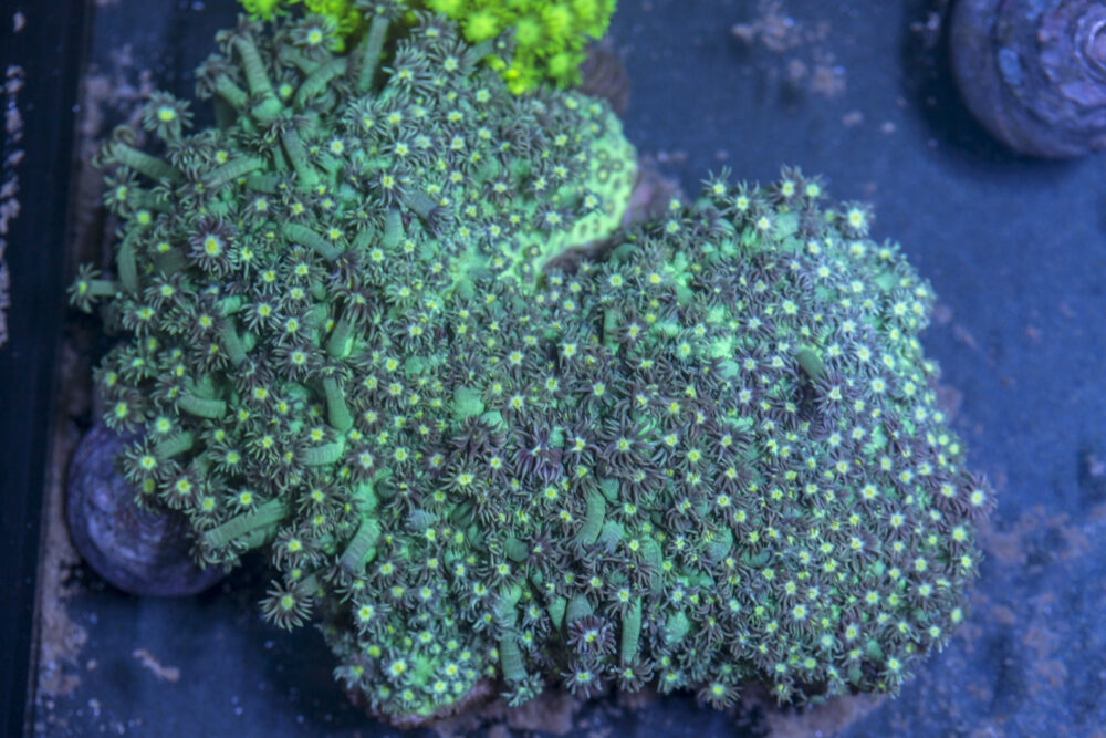 Goniopora