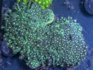 Goniopora