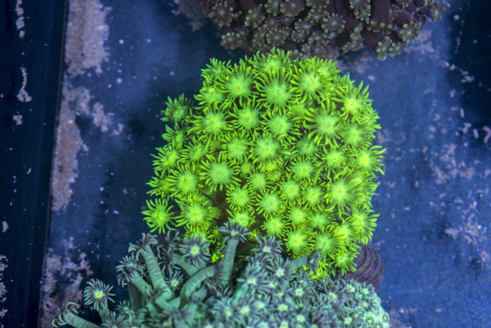 Goniopora
