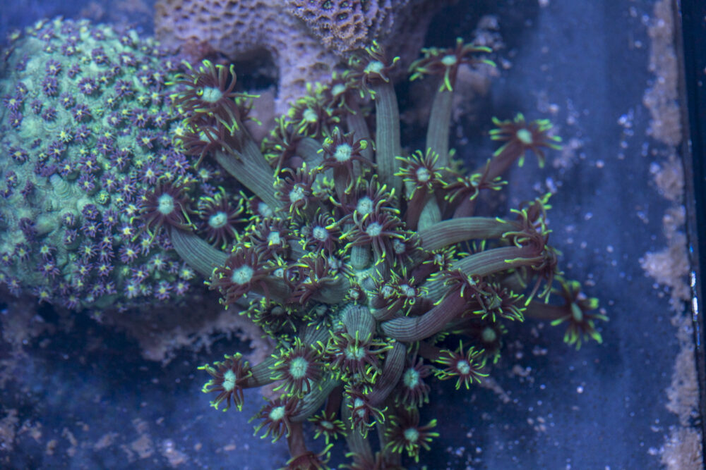 Goniopora