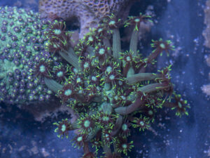Goniopora