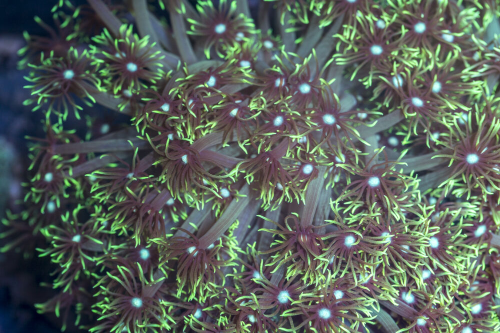 Goniopora