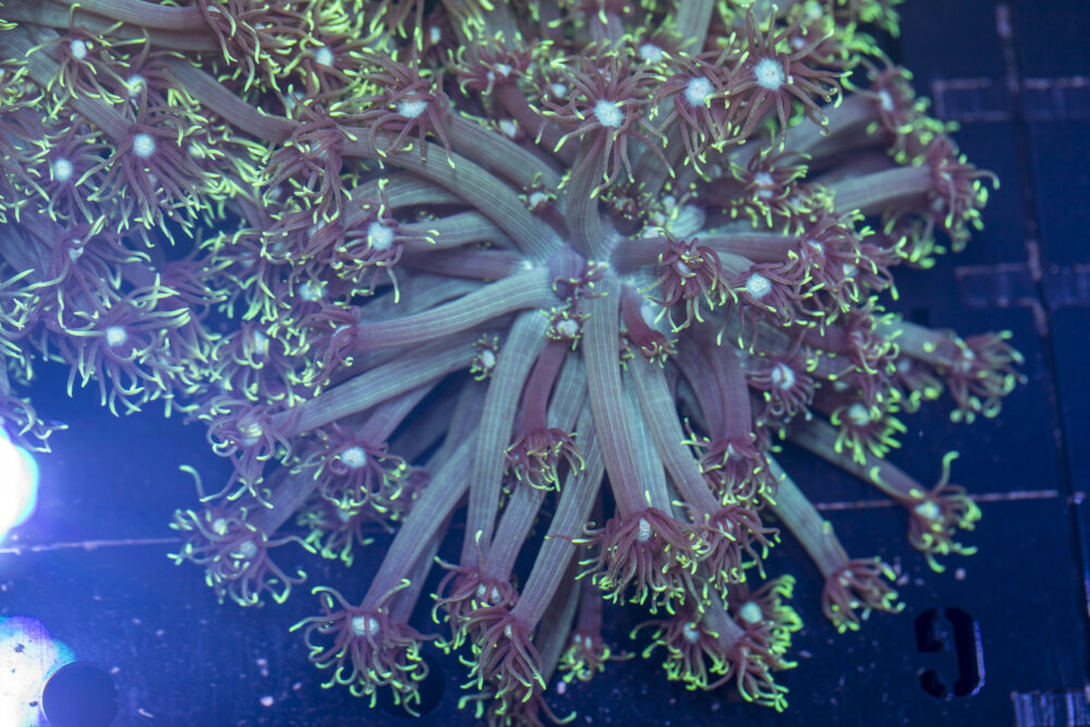 Goniopora