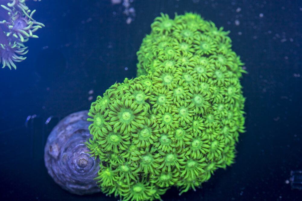 Goniopora