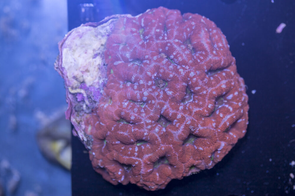 Acan - Lord Howe