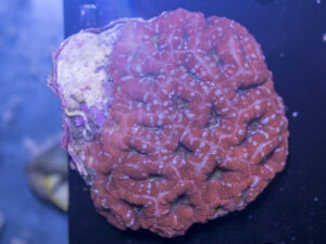 Acan - Lord Howe