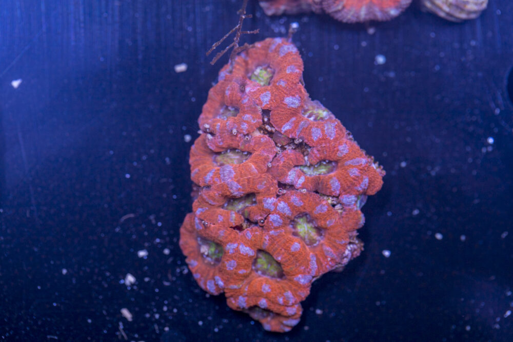 Acan - Lord Howe