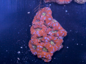 Acan - Lord Howe