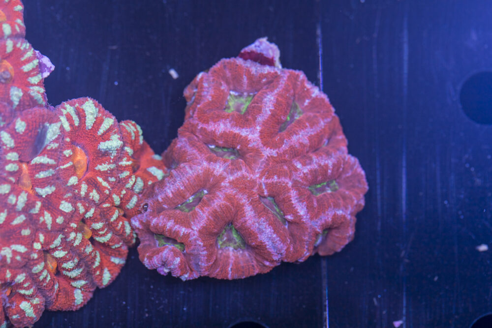 Acan - Lord Howe