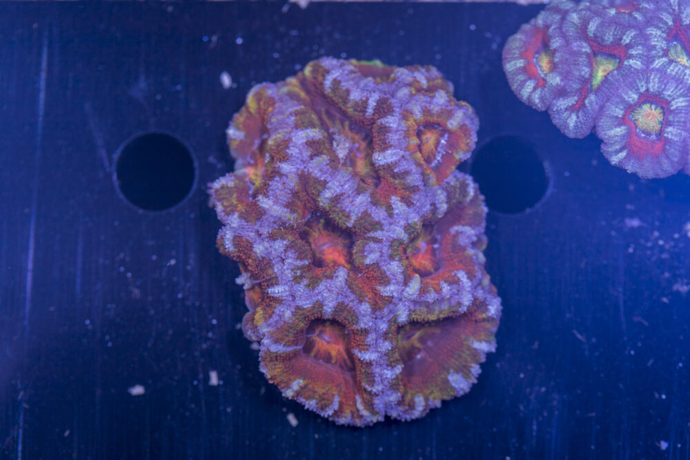 Acan - Lord Howe