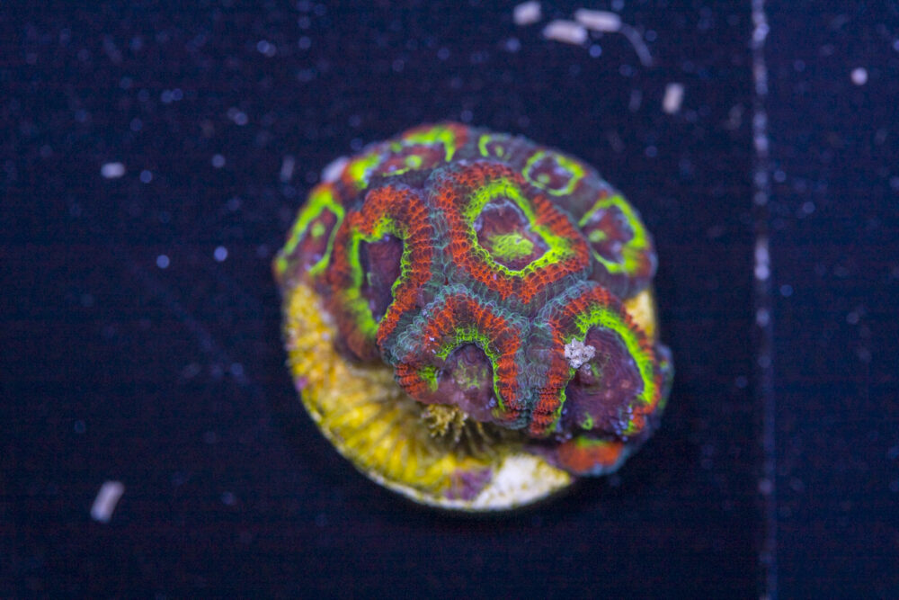 Acan - Holy Grail