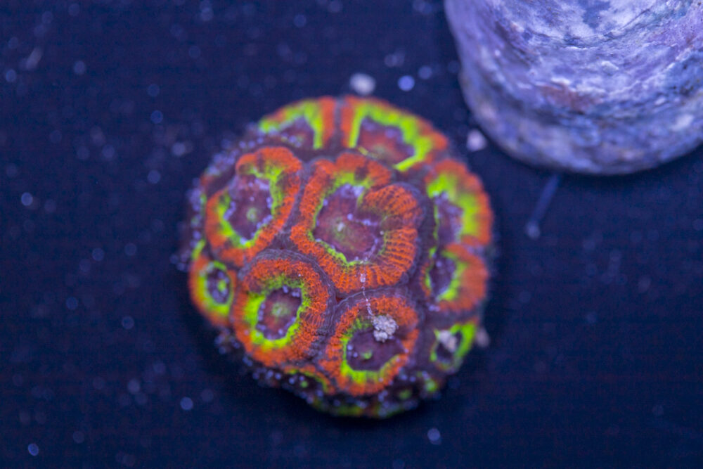 Acan - Holy Grail