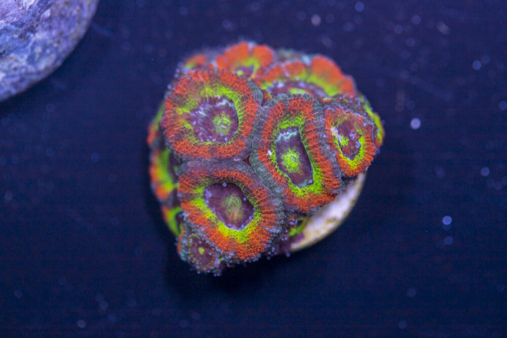 Acan - Holy Grail
