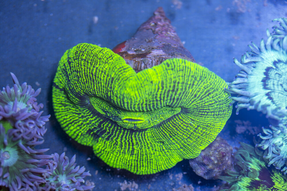 Trachyphyllia