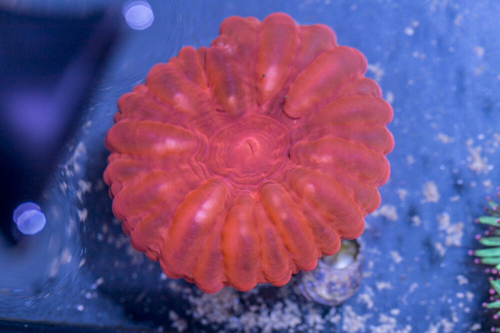 Cynarina