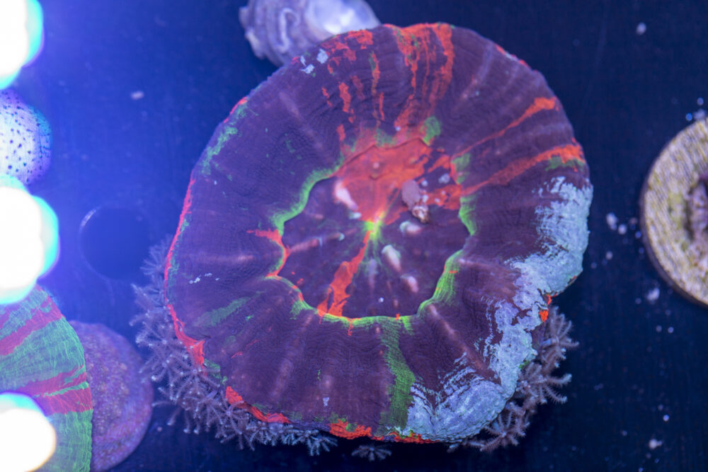 Scolymia