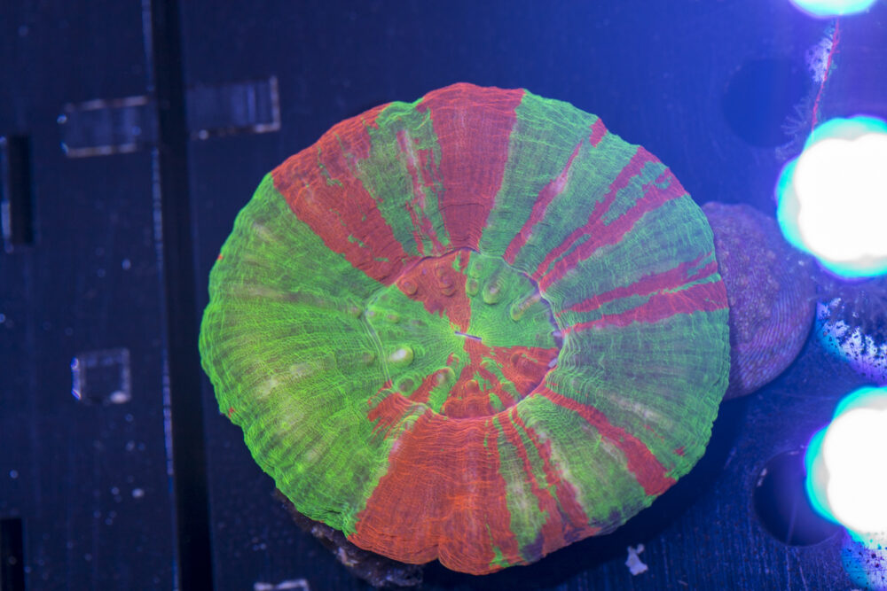 Scolymia