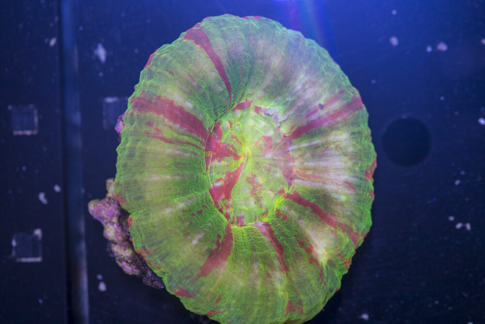 Scolymia