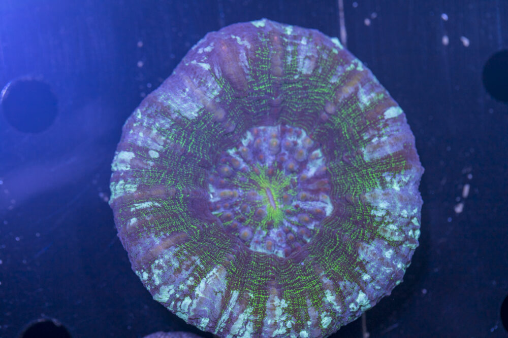 Scolymia