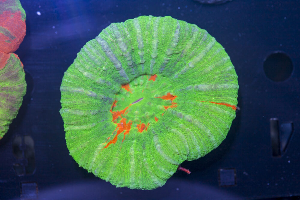 Scolymia