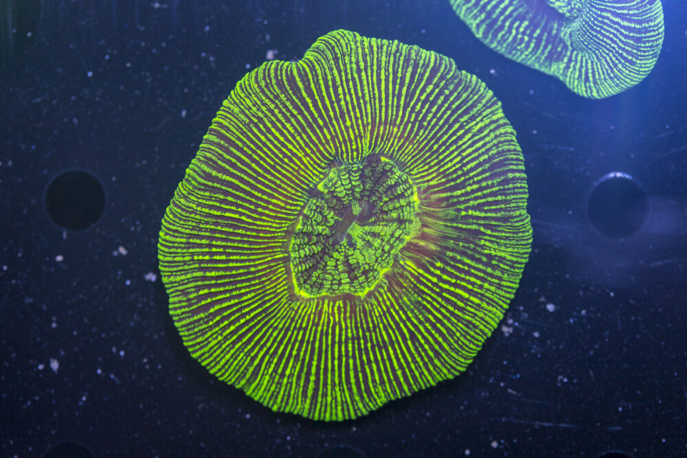Trachyphyllia