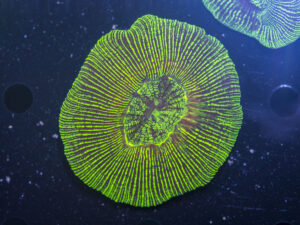 Trachyphyllia