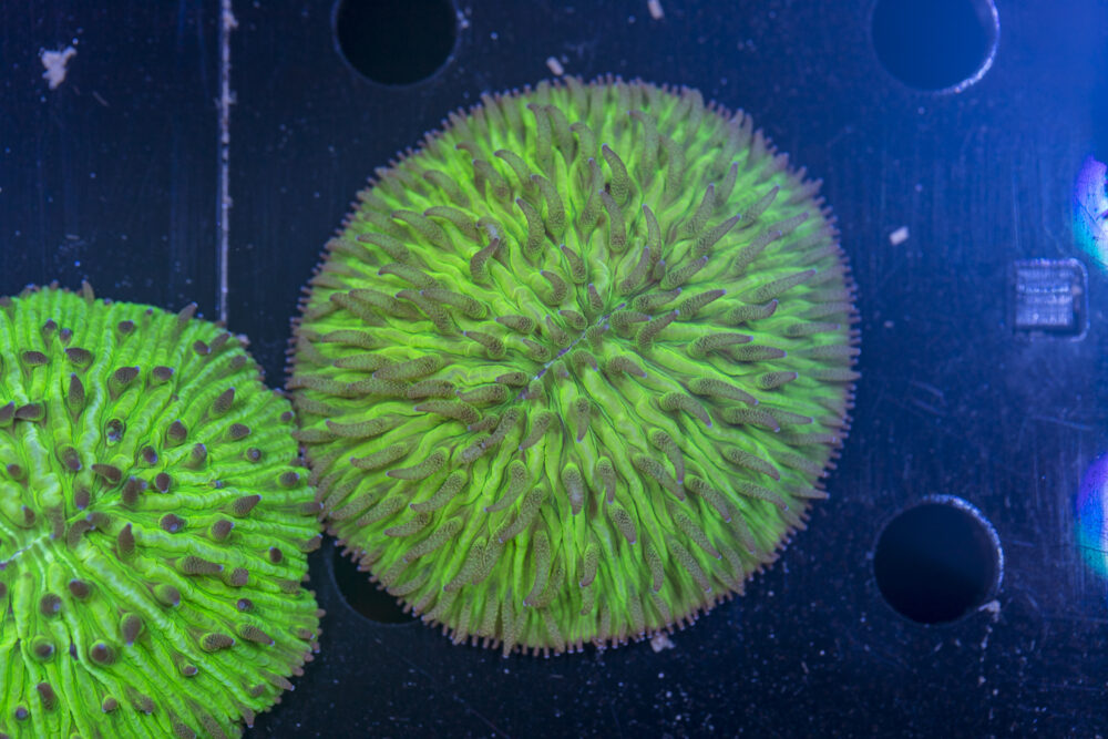 Fungia