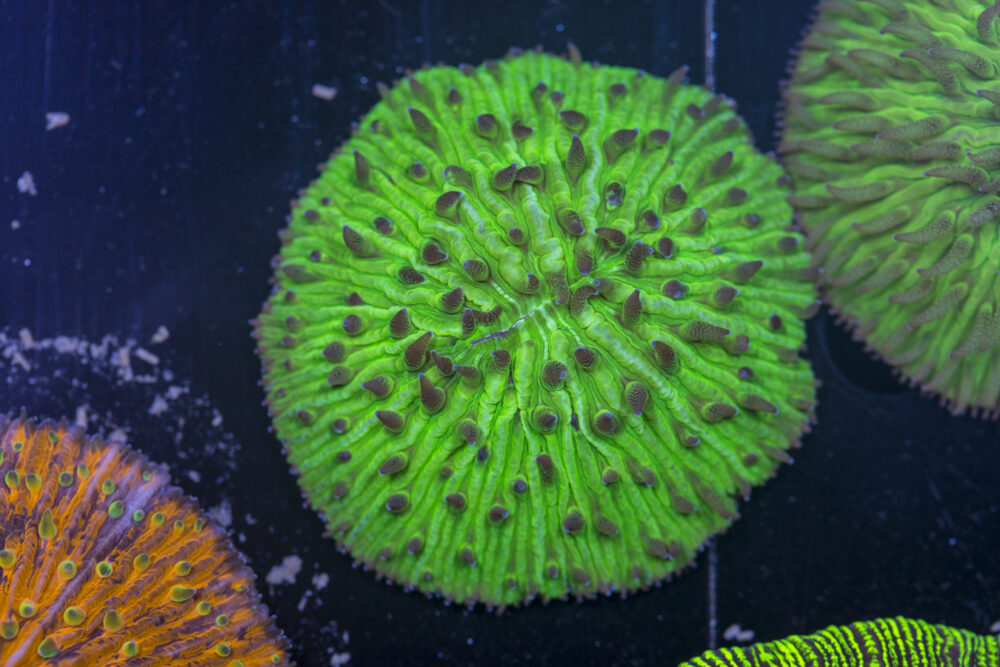 Fungia