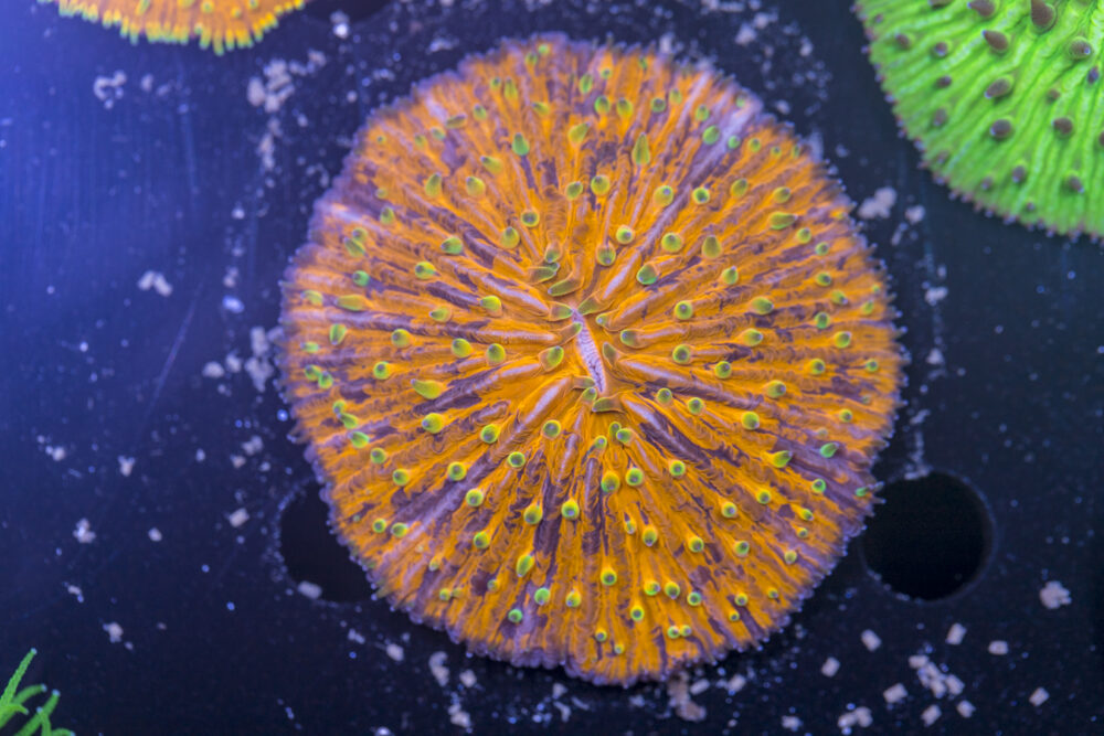 Fungia