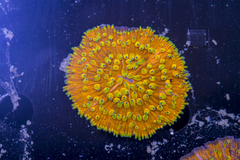 Fungia
