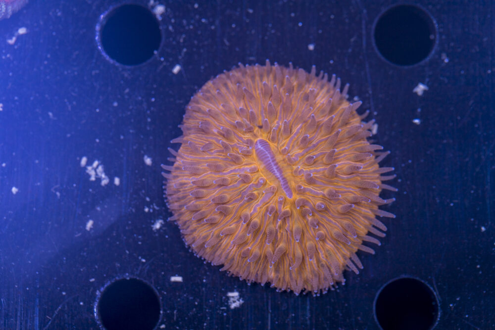 Fungia