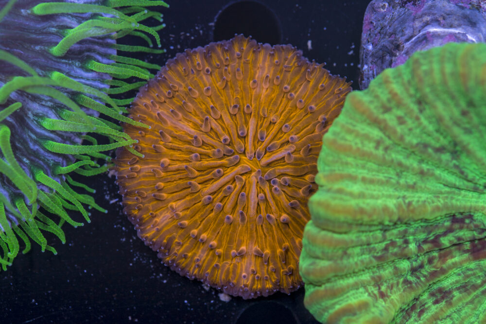 Fungia