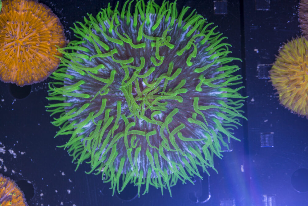 Fungia