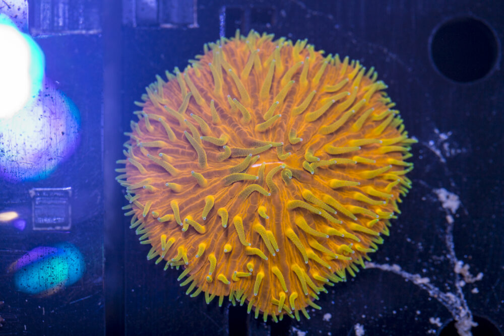 Fungia